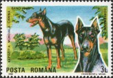 Doberman Pinscher