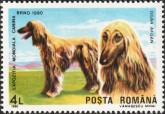 Afghaanse Windhond