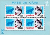 Siberische Husky