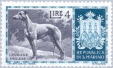 Greyhound