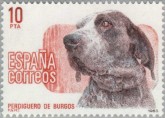 Burgos Setter