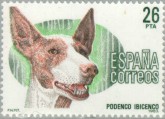 Ibizan Hound