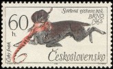 Czesky Fousek
