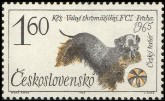 Czesky Terrier
