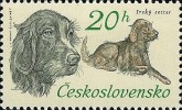 Ierse Setter