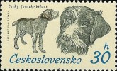 Bohemian Draadharige Pointer Griffon