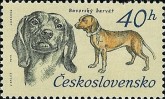Bavarian Mountain Dog