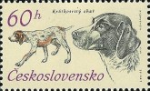 Duitse kortharige Pointer