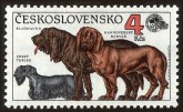Czech Terrier