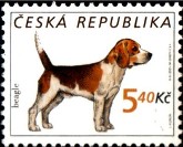 Beagle