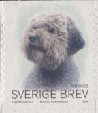 Lagotto Romagnolo