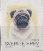 Pug