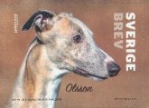 Whippet