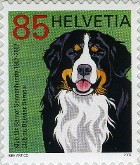 Bernese Berghond